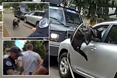 Washington police K-9 leaps into action after suspected impaired driver refuses to surrender