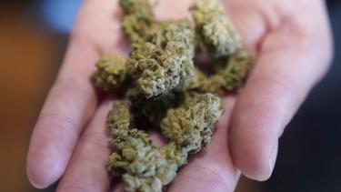 More frequent marijuana users being treated with nausea and vomiting condition: Report