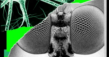 Ai lab this fly can come up with wired stories businesspsd