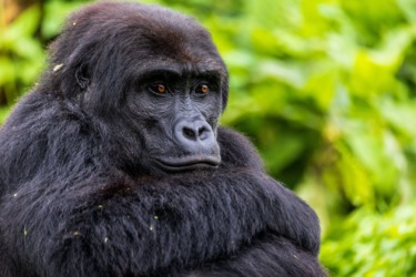 Disney donates 100 000 to gorilla conservation groups honoring silverback bakari 1
