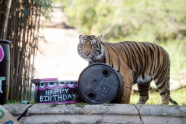 Bakso the Tiger Is Leaving Disney's Animal Kingdom This Fall