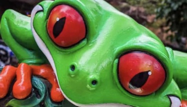 Rainforest cafe 1
