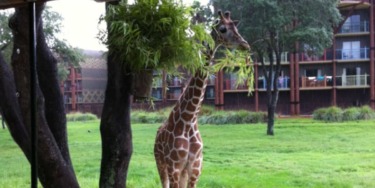 Animal kingdom lodge flickr will bostwick
