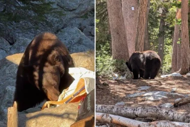 Bear comp 2