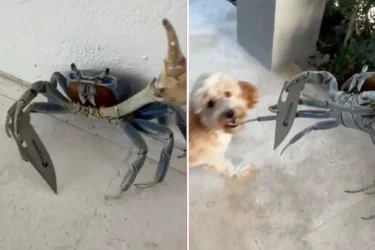 Knife crab comp