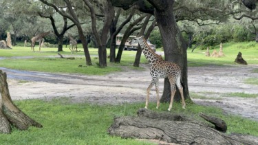 Wdw dak kilimanjaro safaris stock 9335 scaled