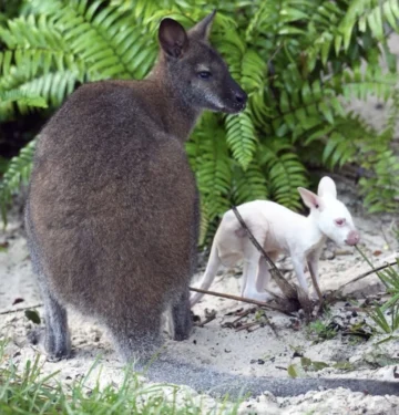 Meet Quartz! Rare Albino Wallaby Joey Arrives at Disney’s Animal Kingdom