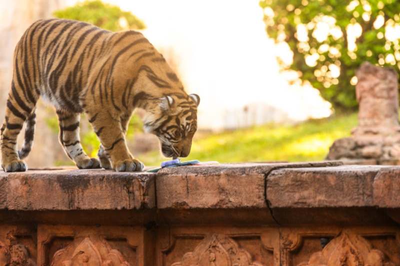 2026 wdw animal kingdom sumatran tiger bakso birthday 2