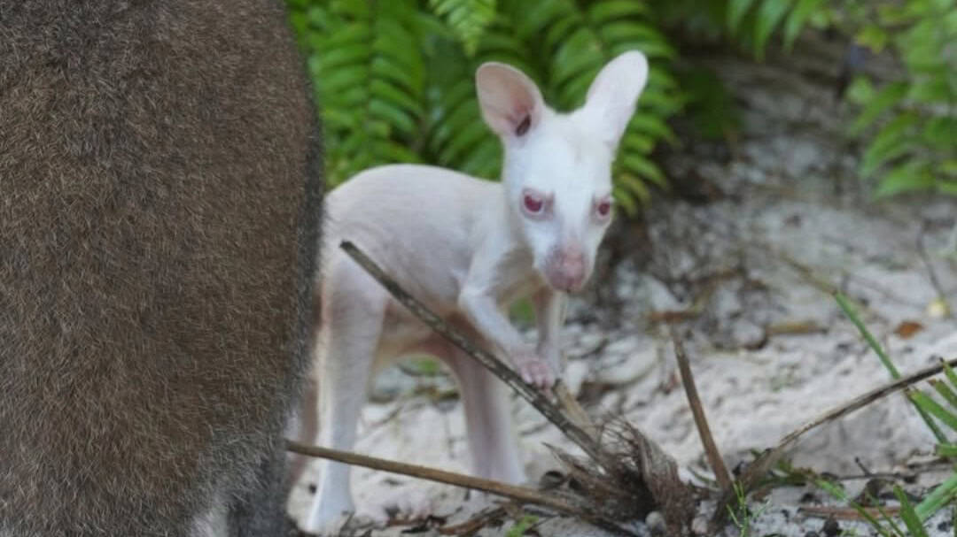 Small white fennec fox exploring outdoors with green foliage.